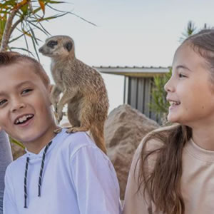 Sydney Zoo Meerkat Encounter